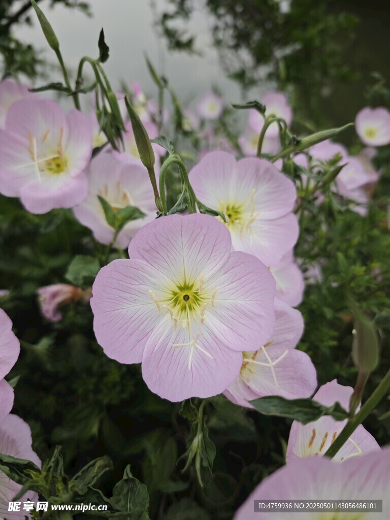 粉色旋花绽放的美丽瞬间