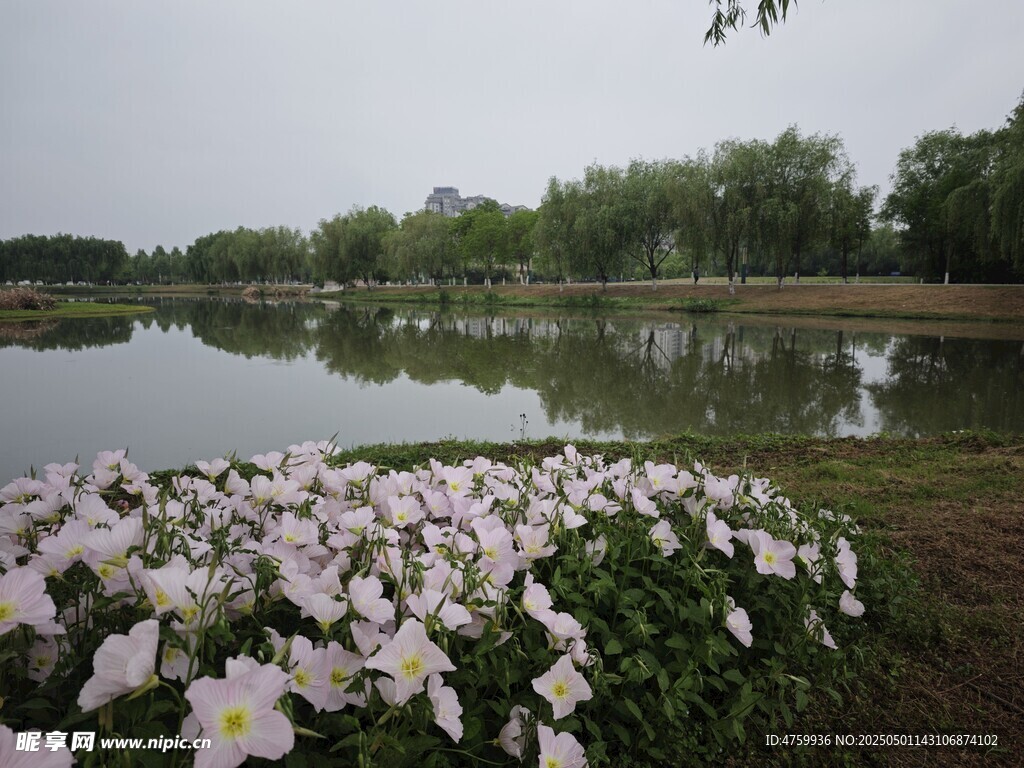 湖畔繁花绽放美景