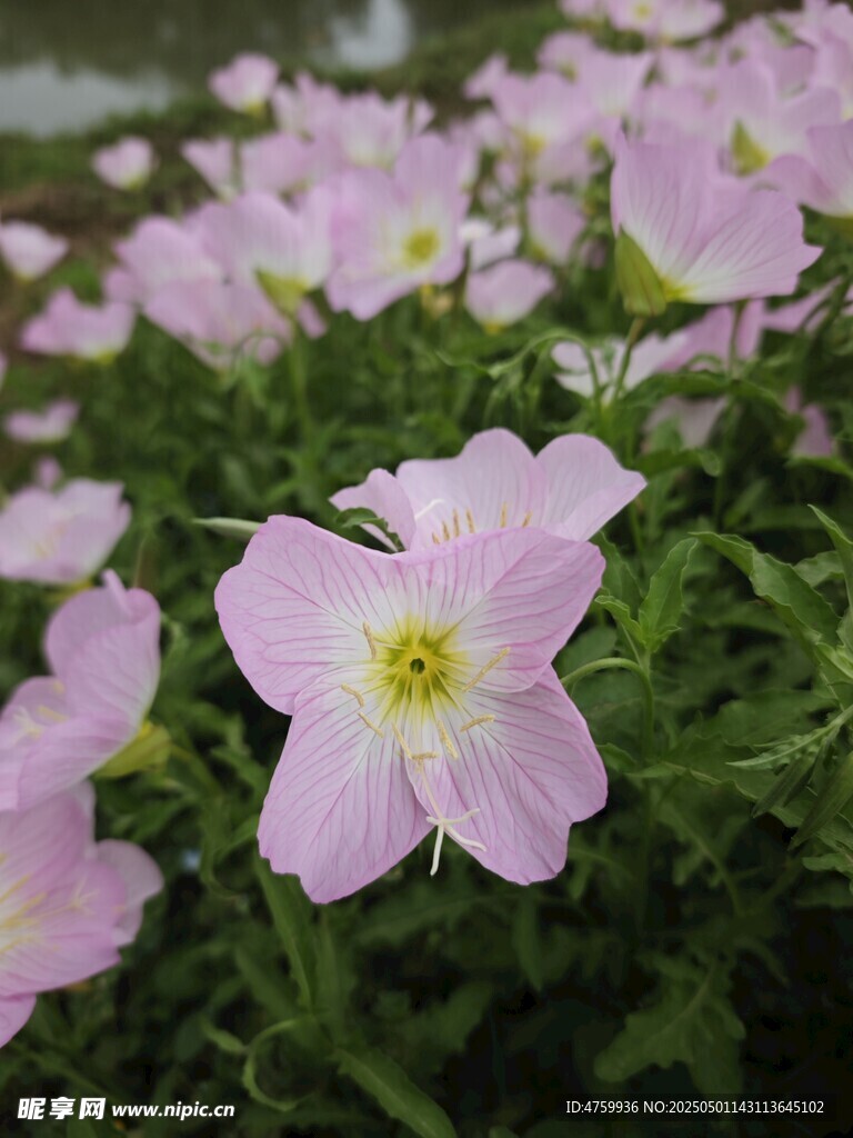 粉色小花绽放生机