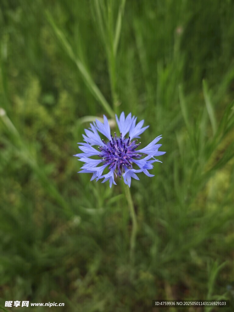 蓝花绽放于翠绿草丛中