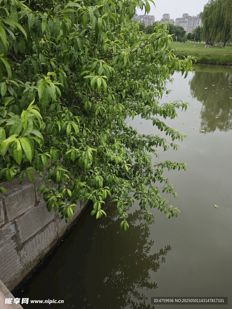 河畔桃树映于平静水面