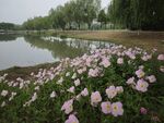 湖畔绽放的美丽粉色花朵
