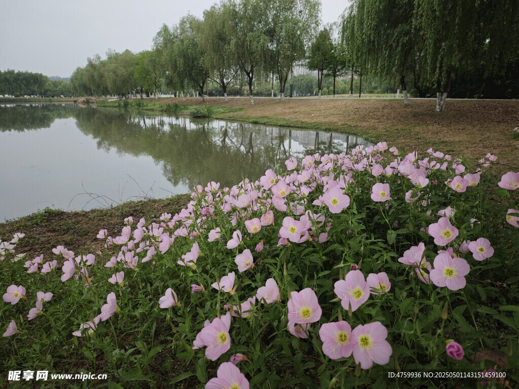 湖畔绽放的美丽粉色花朵