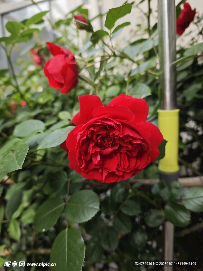 娇艳红玫瑰绽放于绿叶间