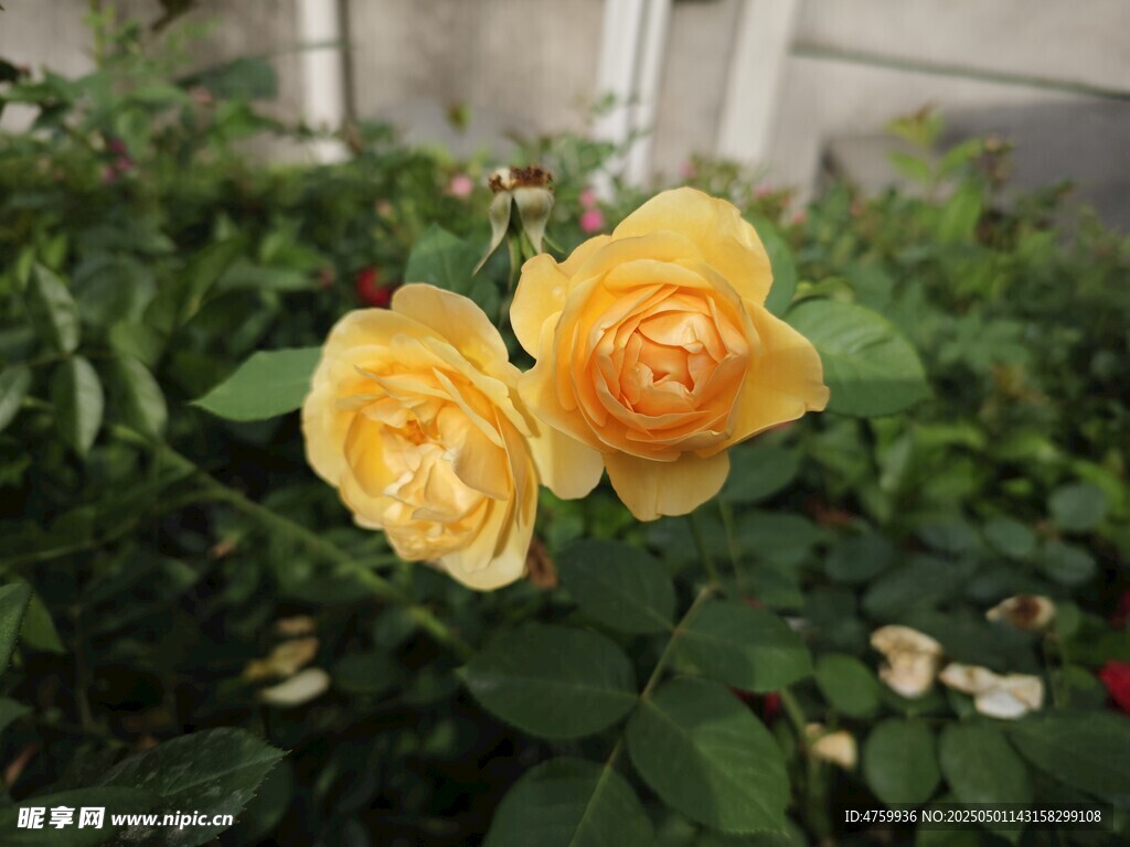 两朵娇艳黄玫瑰绽放