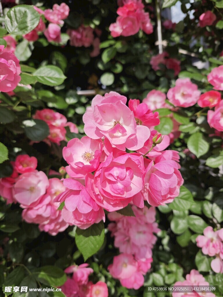 娇艳粉色月季花绽放