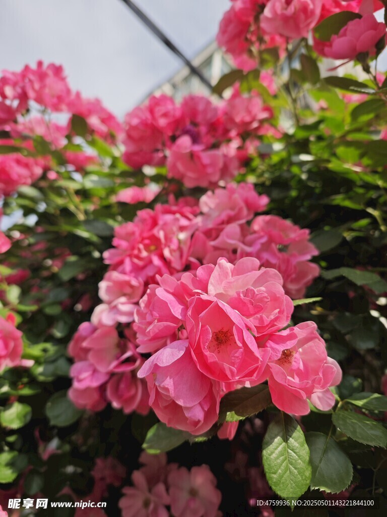 娇艳粉色花卉绽放
