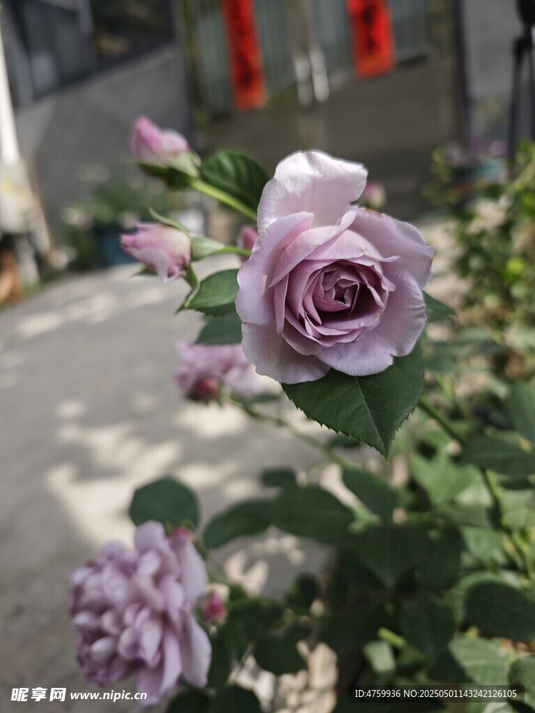 街头绽放的淡紫色月季花