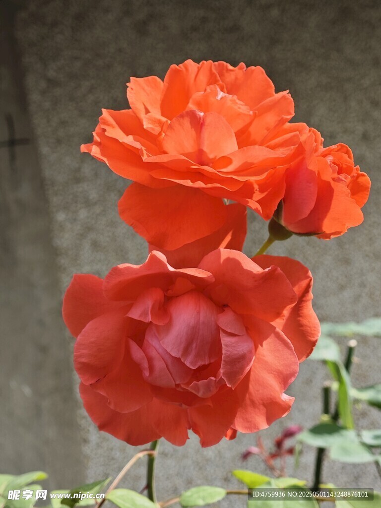 娇艳盛开的橙红色月季花