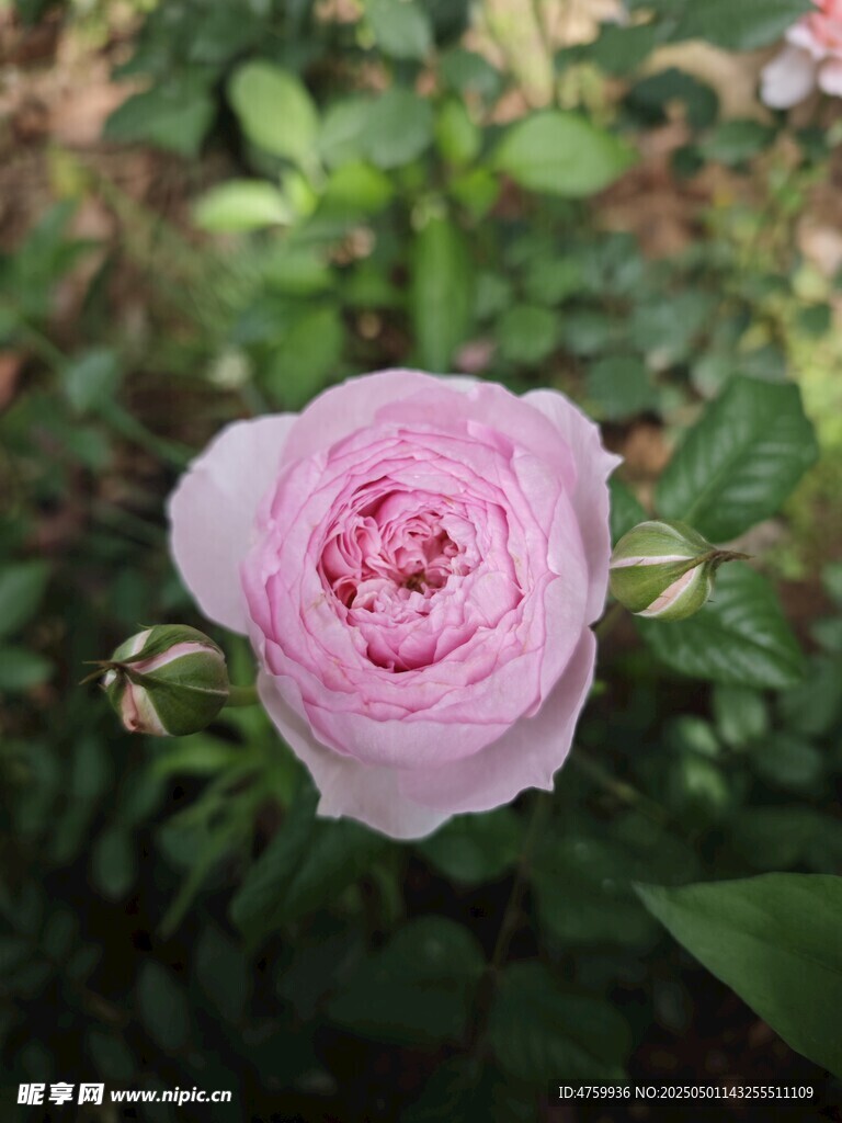 娇艳粉色月季花绽放