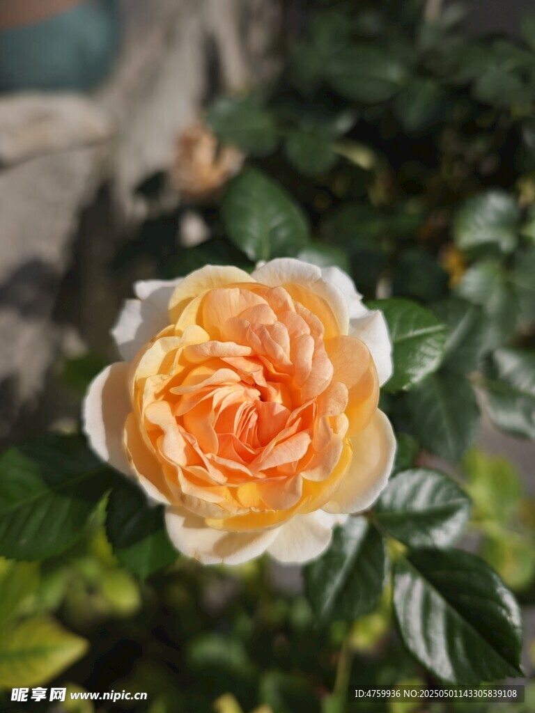 橙黄色娇艳月季花