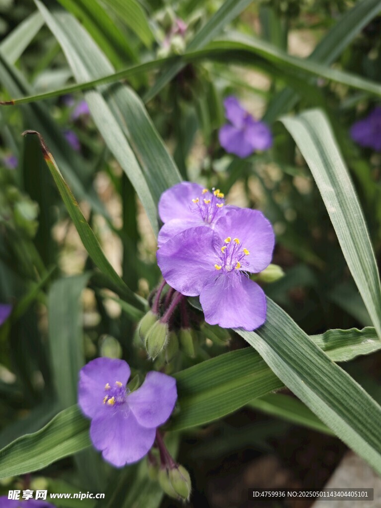 草花