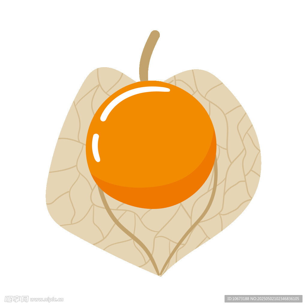 灯笼果插画