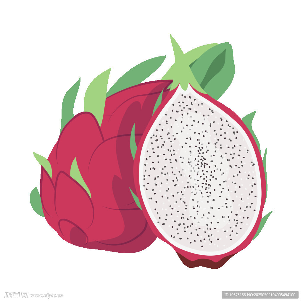 火龙果插画