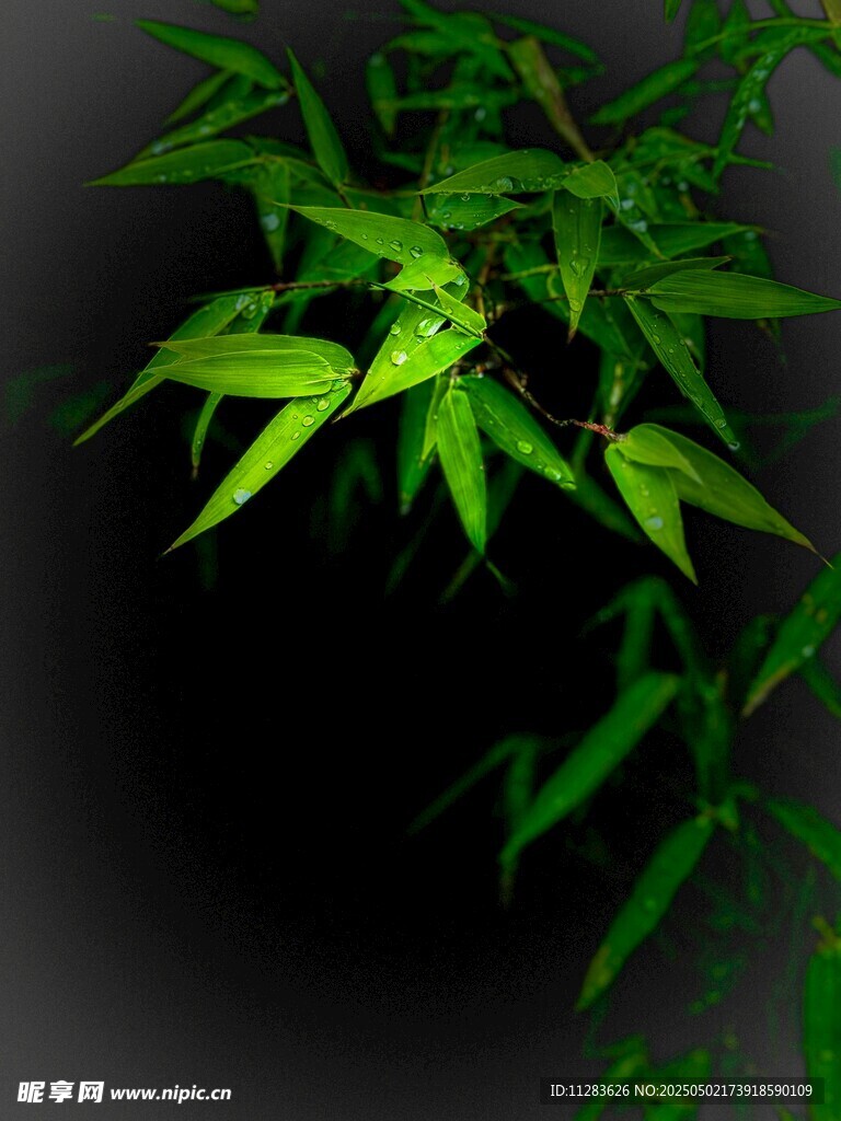 窗中翠竹