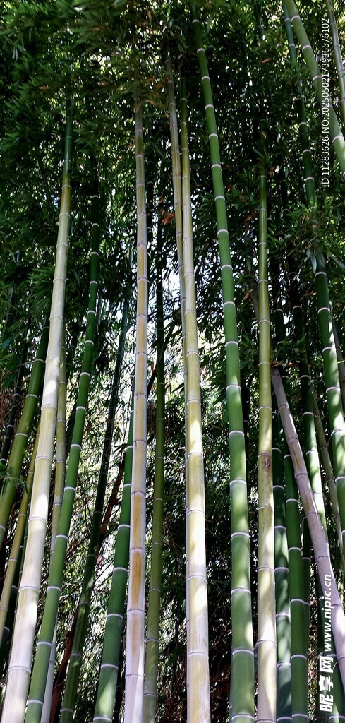 茂密竹林仰视景观