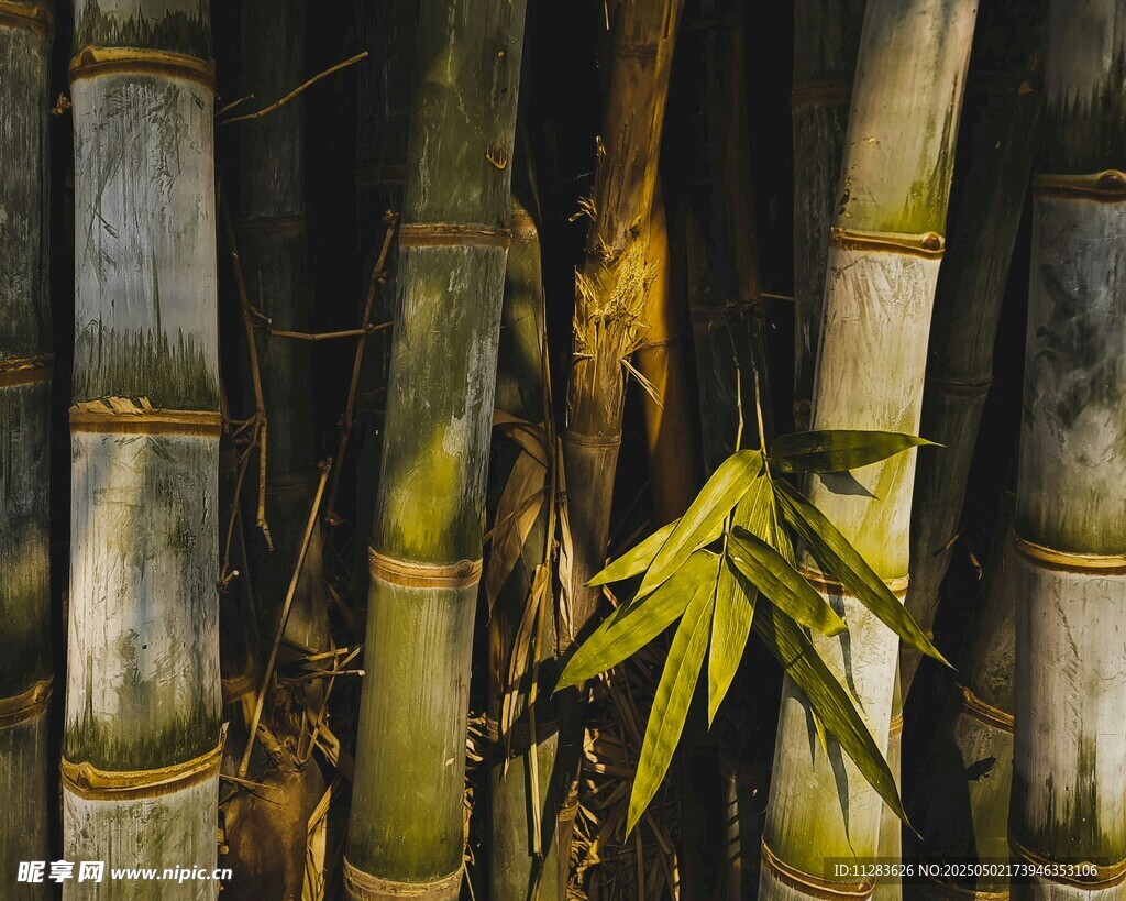 阳光下的翠绿竹子