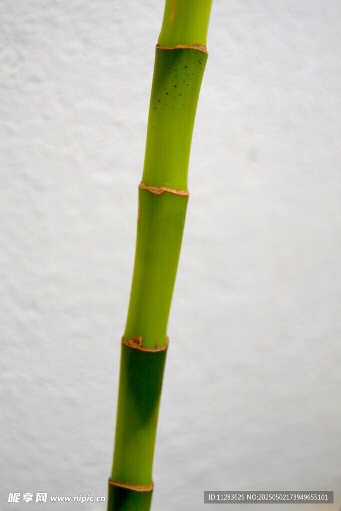 翠绿挺拔的单支竹子