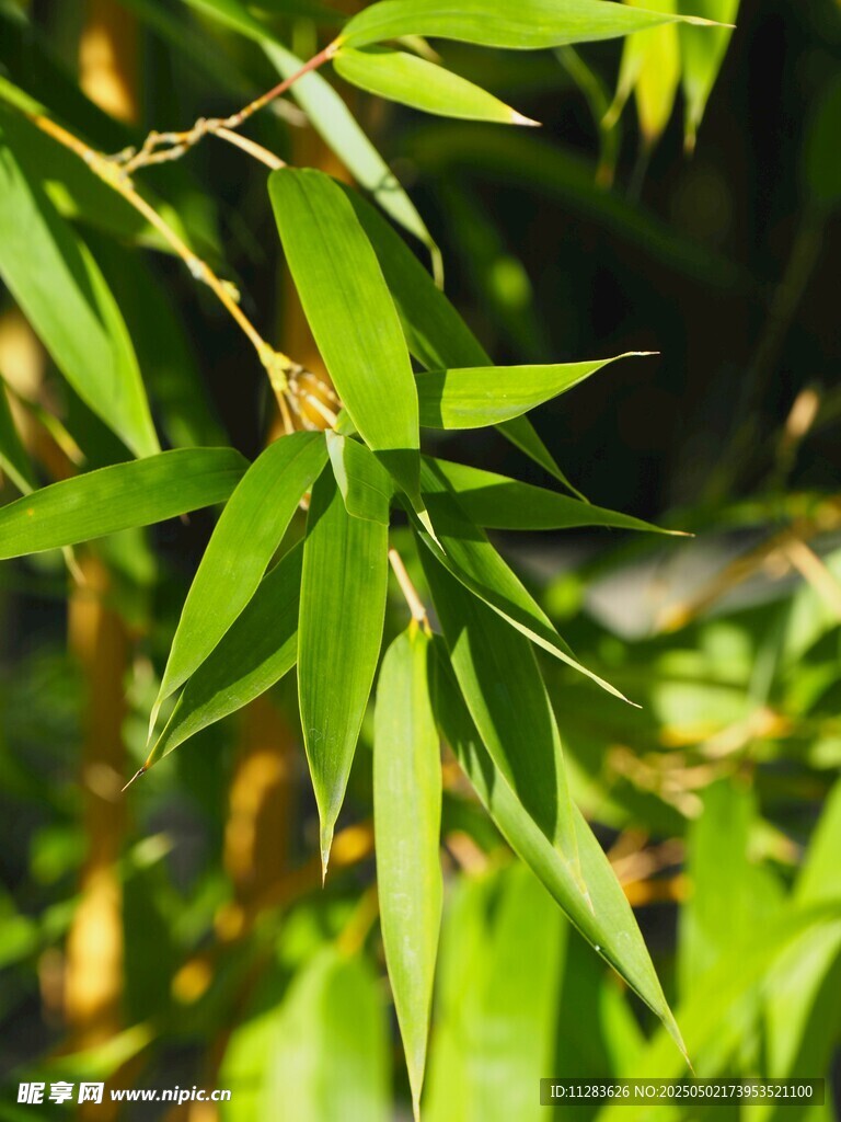 阳光下的翠绿竹叶