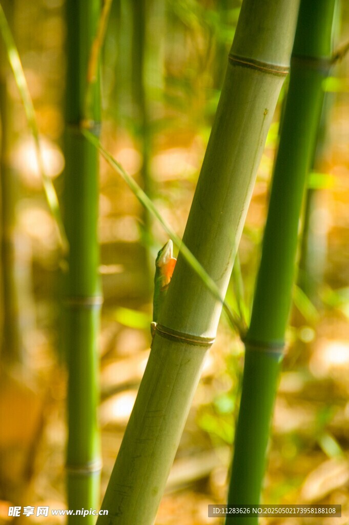竹林间的翠绿竹枝