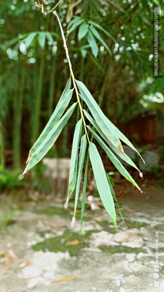 细长叶片的翠绿植物