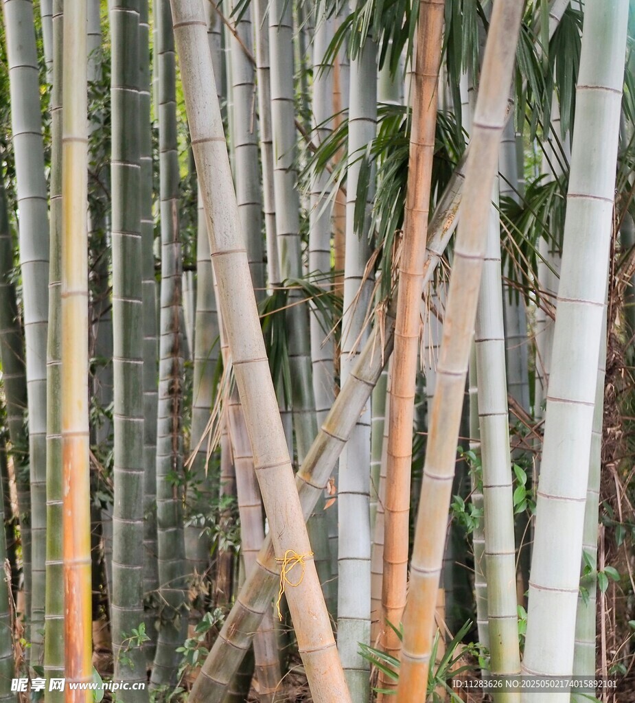 挺拔竹林景观
