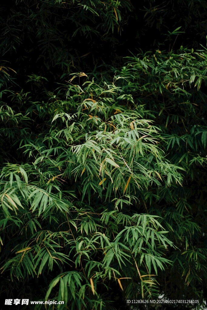 茂密翠绿的竹林景观