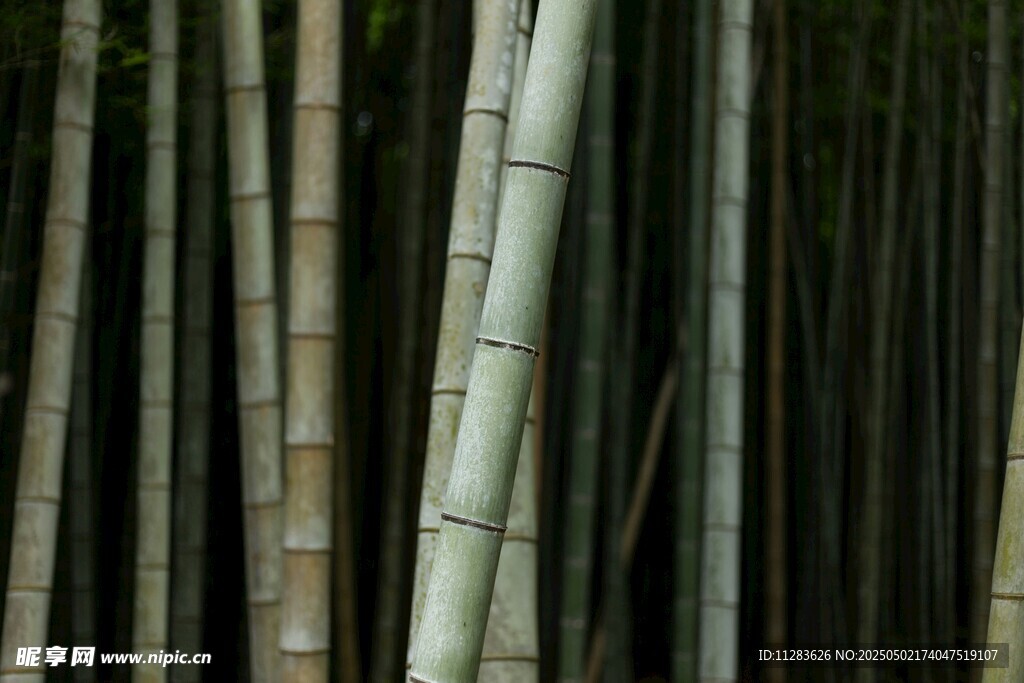 挺拔竹林景象