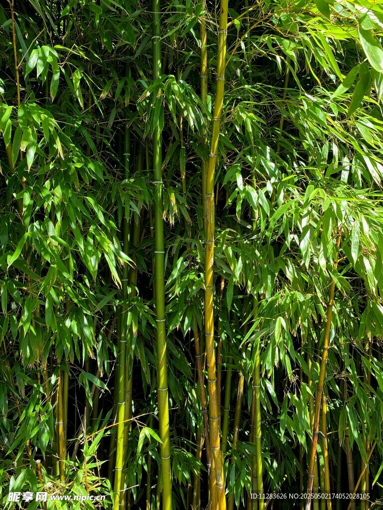 翠绿竹林生机勃勃景象