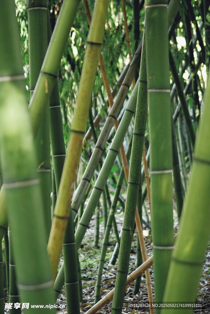 翠绿竹林中的挺拔竹竿