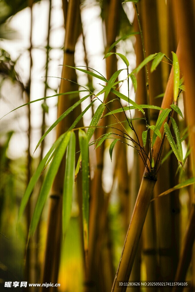 翠绿竹林特写