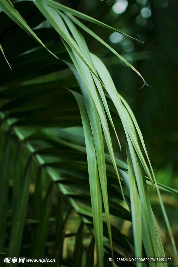 翠绿舒展的热带植物叶片