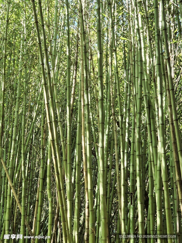 翠绿竹林 清新自然之景