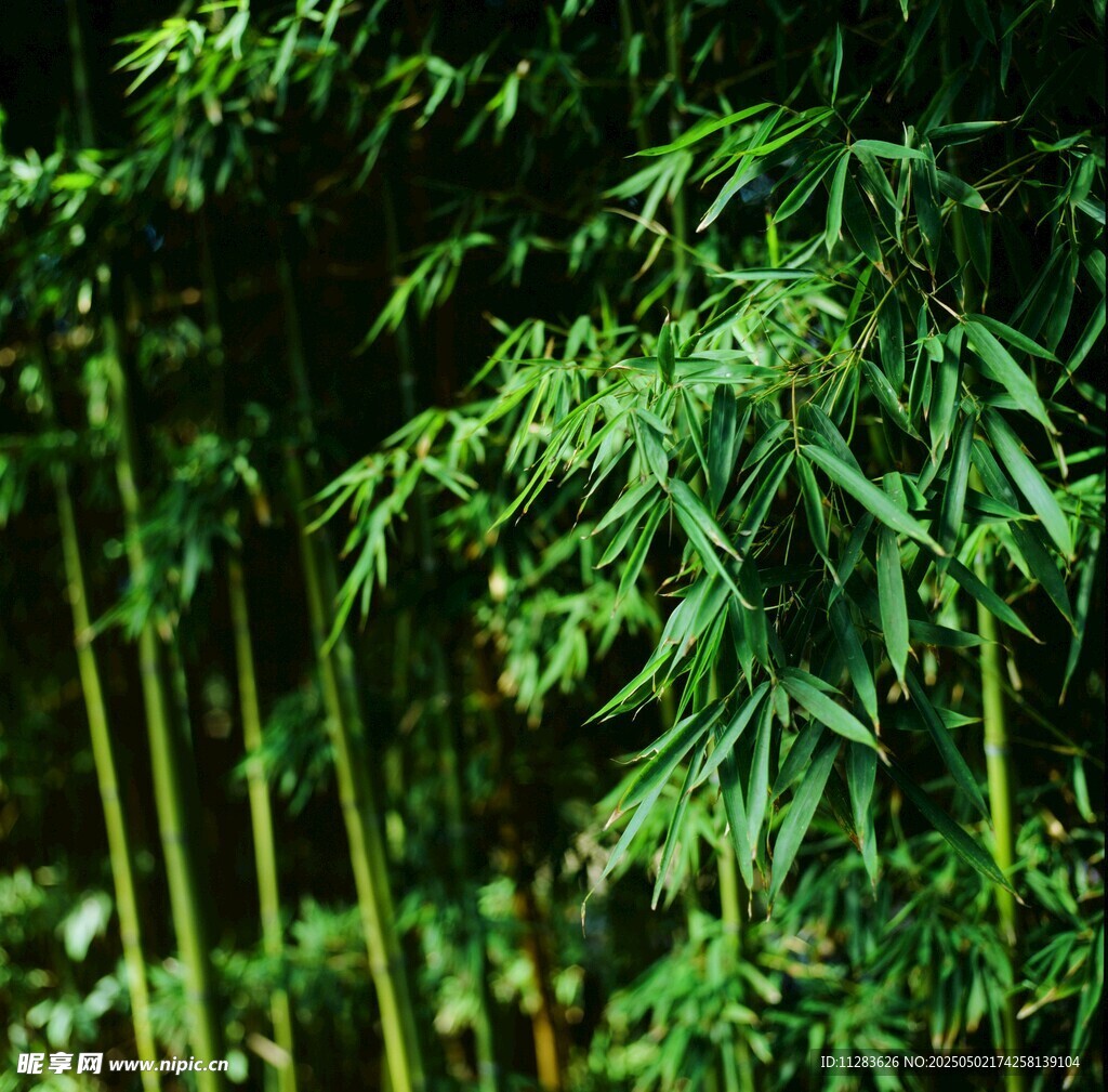 翠绿竹林 清新自然景致