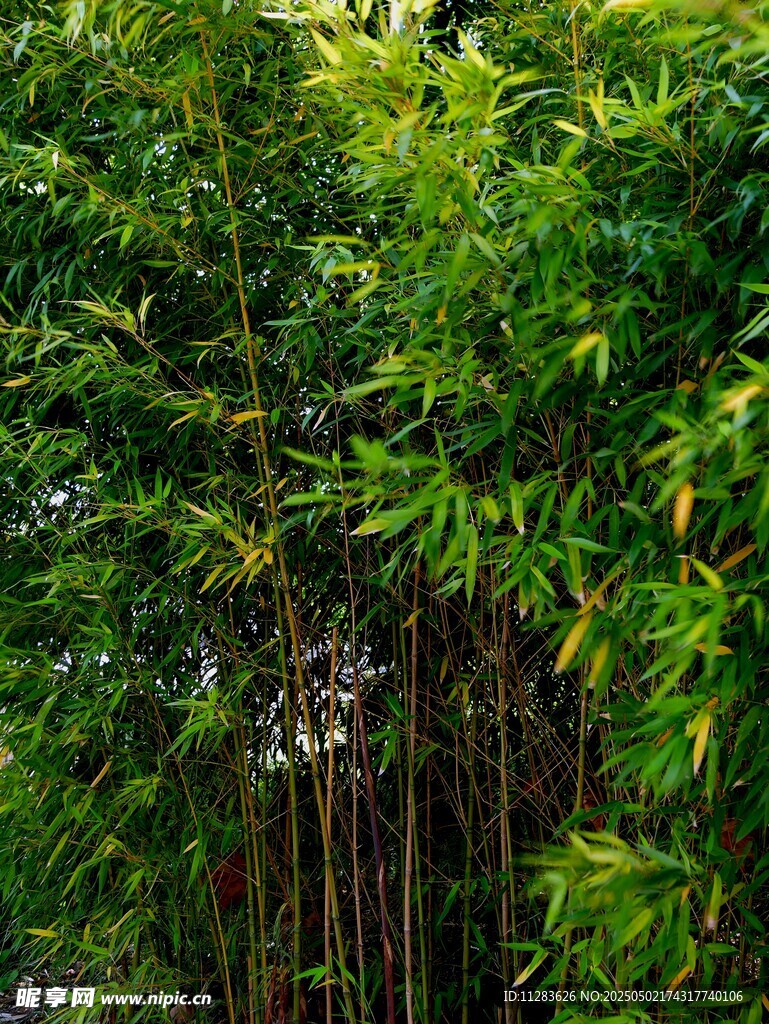 翠绿竹林景致