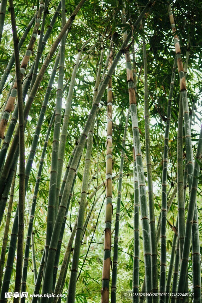 翠绿竹林 自然清新之景