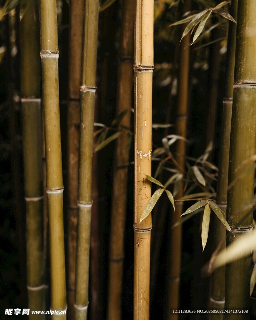 挺拔翠竹展现自然之美