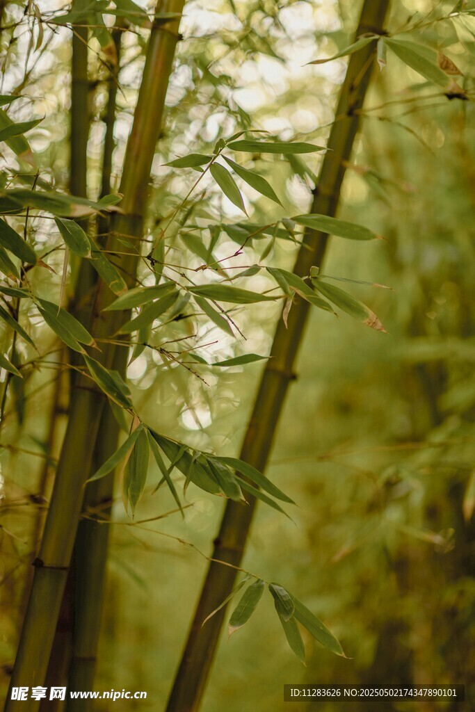 竹林绿意盎然的清新景致