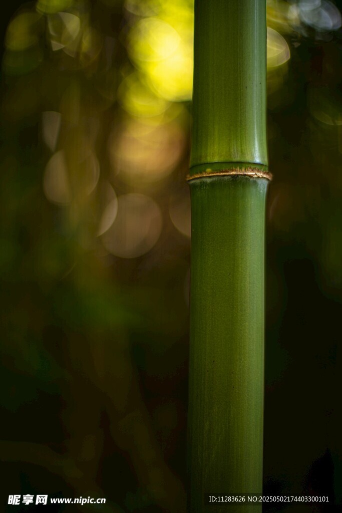翠绿竹节特写