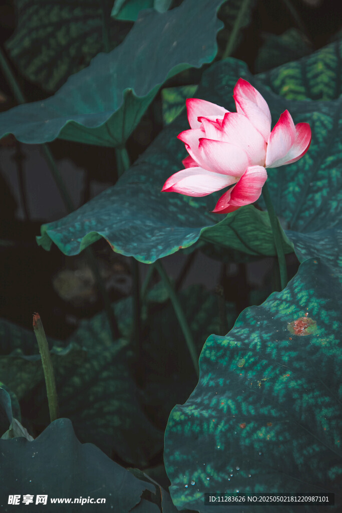 水中绽放的娇艳粉色荷花