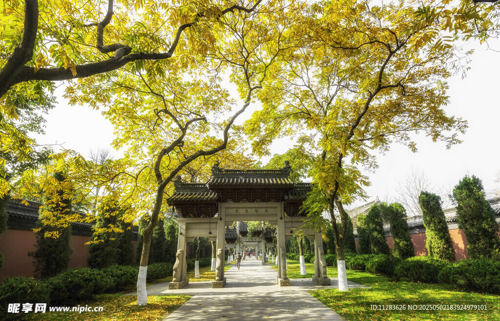 古建旁的金黄大树景观