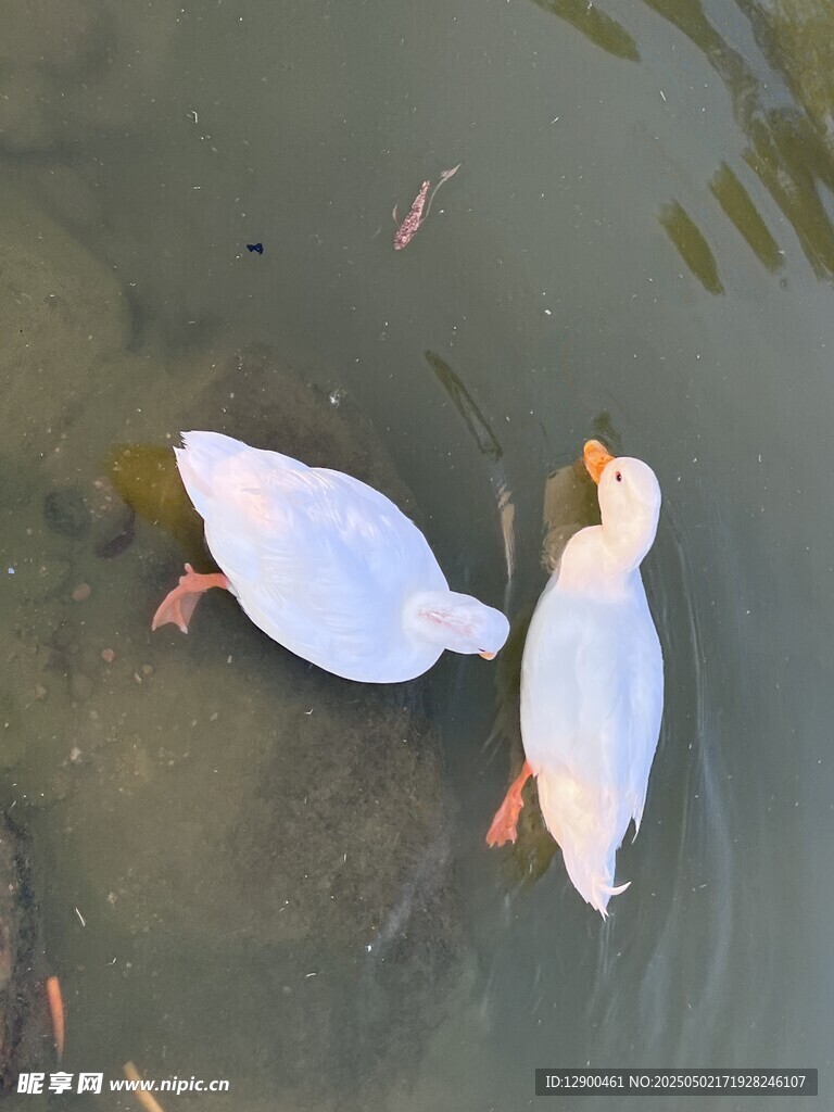 白色鸭子