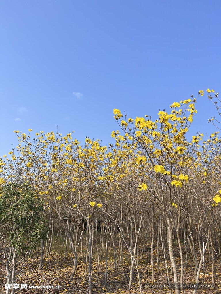 黄色风铃花