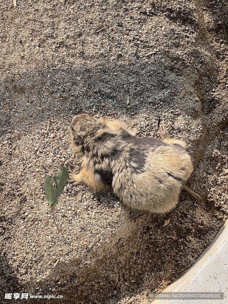 土拨鼠