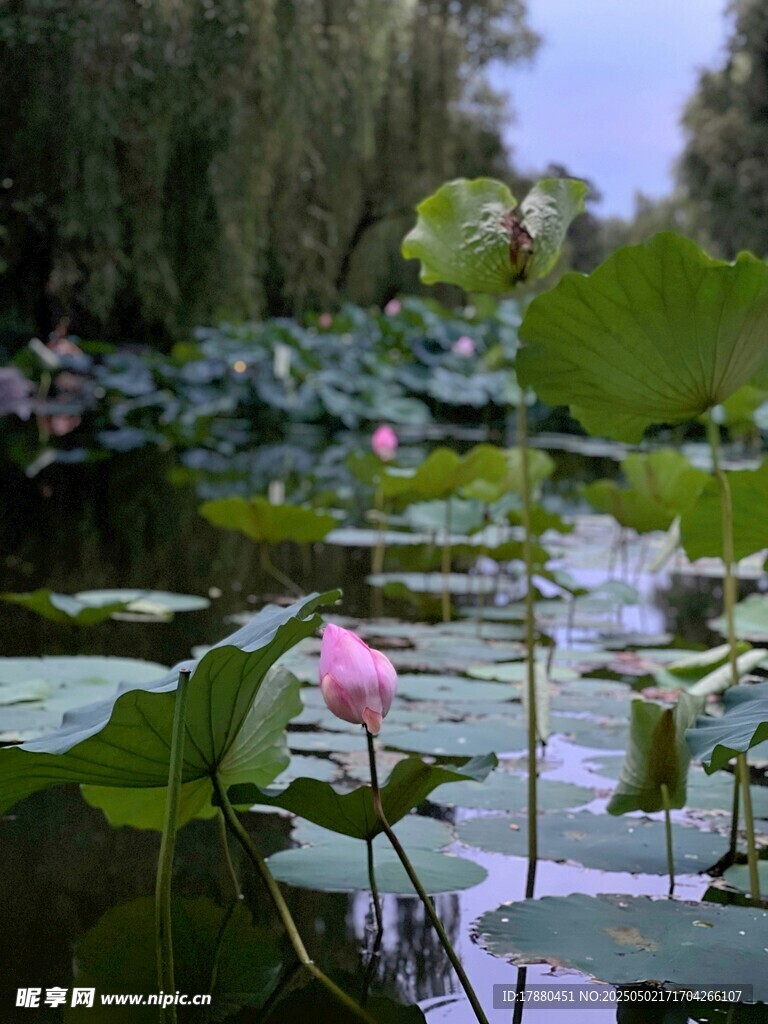 荷花