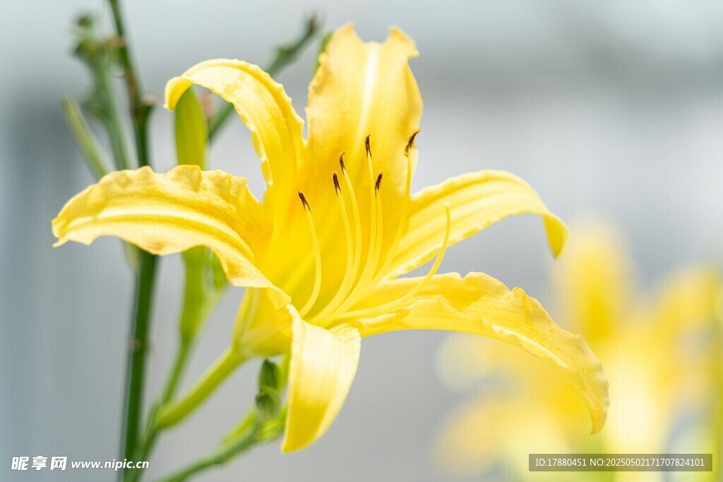 百合花