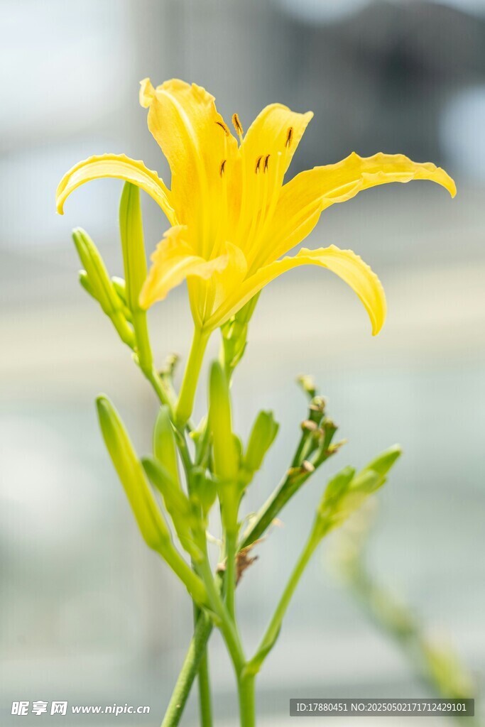 萱草花