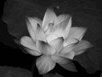 莲花