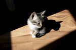 猫咪
