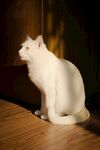 猫咪